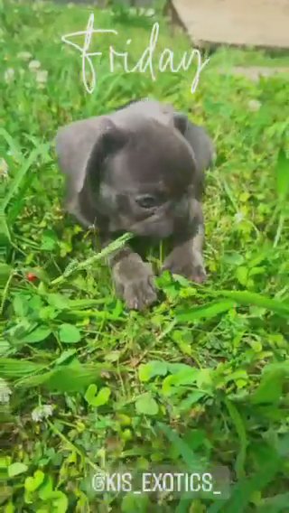 Blue French Bulldog FOR SALE!! in Charlotte, North Carolina