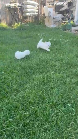Beautiful Babydoll Maltese in Denver, Colorado