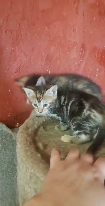 bengal /mainecoon in Grand Island, Nebraska