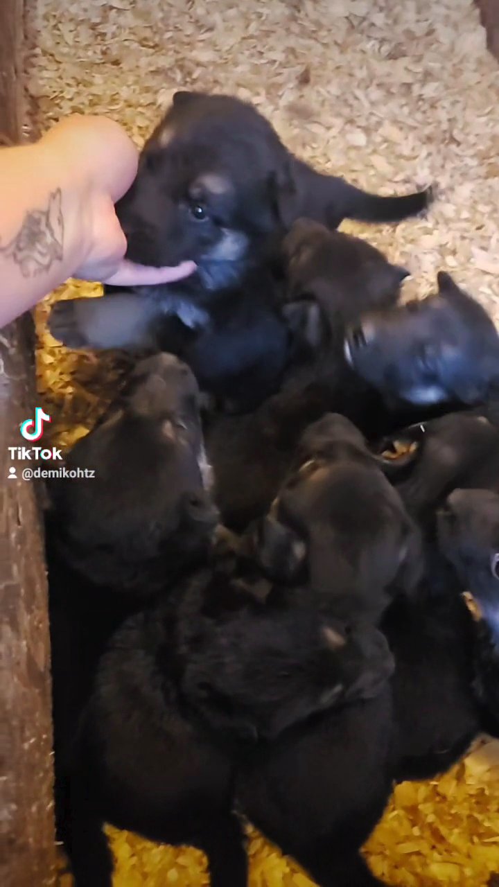 German shepherd akc (Clio purple ) in Grand Island, Nebraska