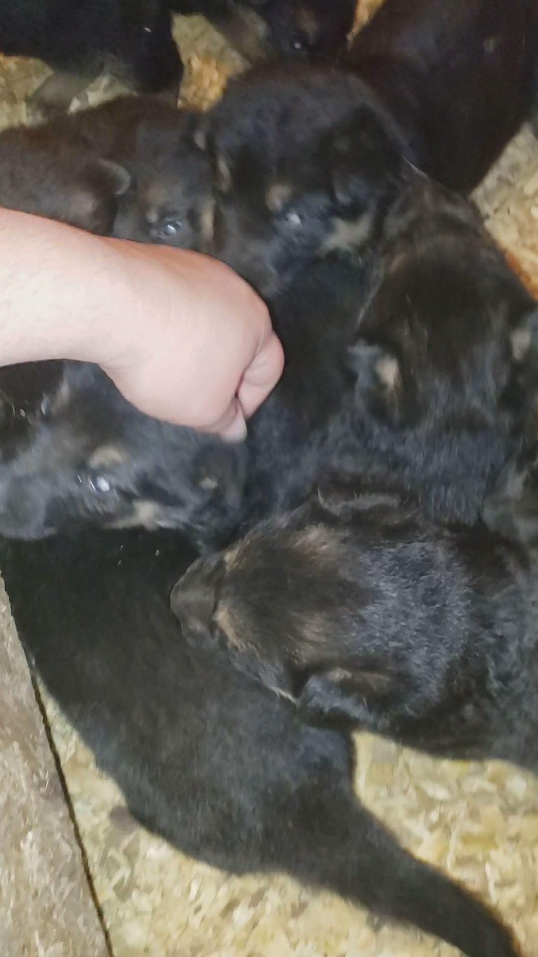 German shepherd akc  (poseidon blue) in Grand Island, Nebraska