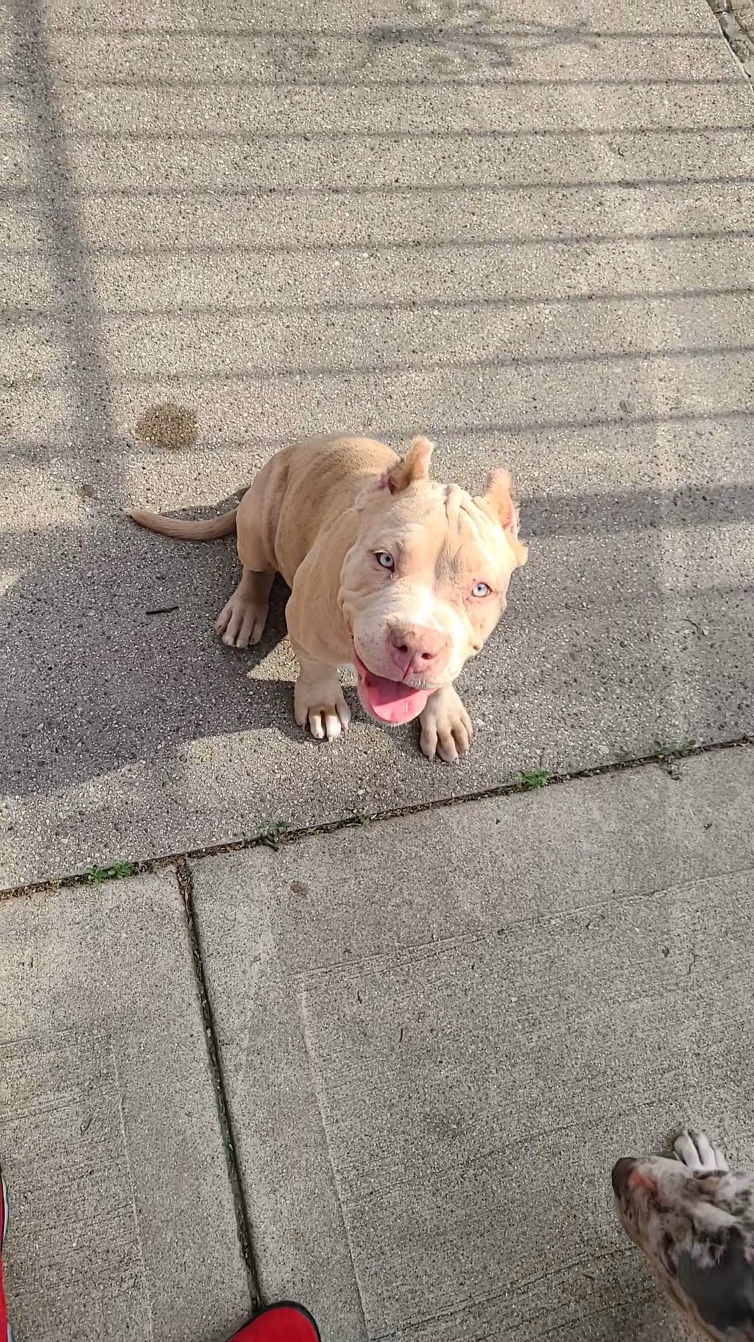 American Bully in Chicago, Illinois