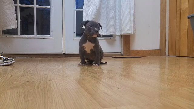 Female American Bully in Ponca City, Oklahoma
