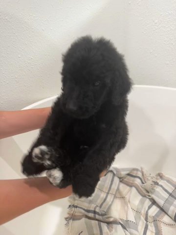 SOLD F1bb Goldendoodle in Hammond, Louisiana