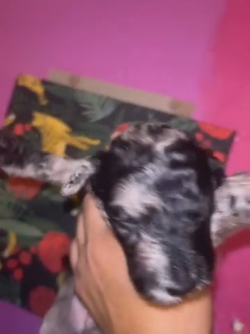 Standard Poodle Puppies in Los Angeles, California