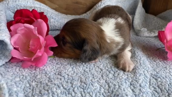 Joy Akc Mini Dachshund in Wooster, Ohio