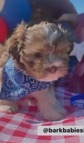 Shorkie Puppy (boy) in Atlanta, Georgia