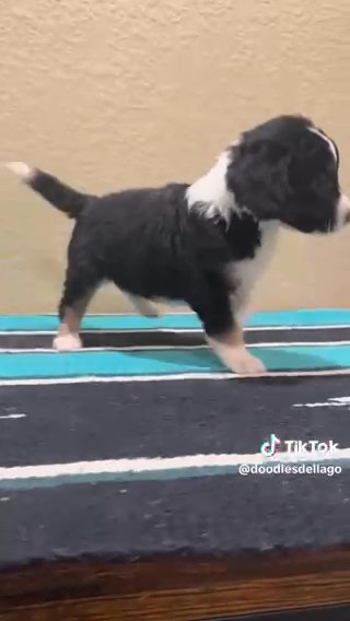 Mini Aussiedoodle in Conroe, Texas