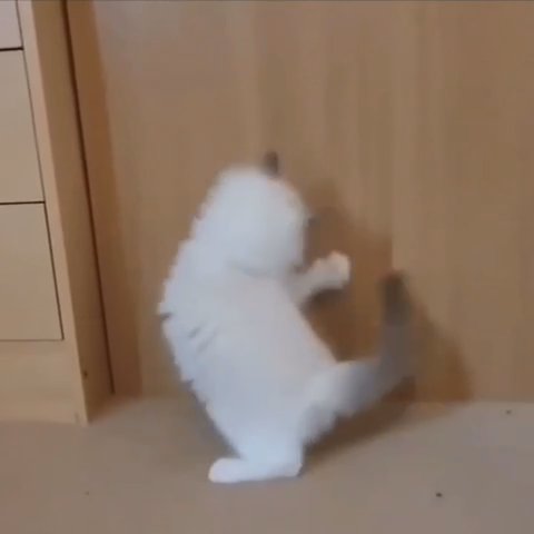 Adorable Ragdoll Kittens in San Diego, California