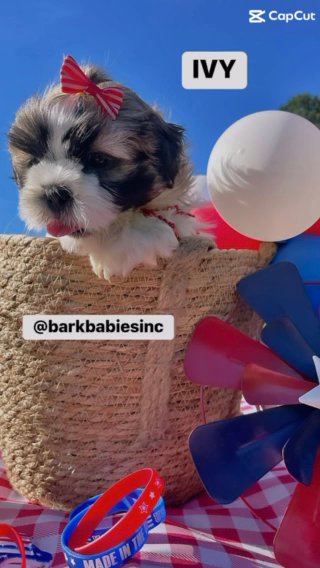 Shorkie Puppy (Girl) in Atlanta, Georgia