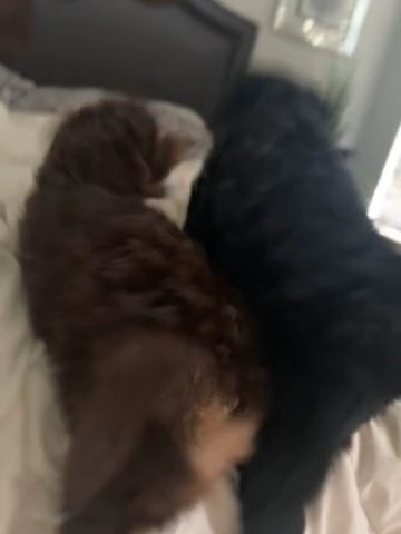 Labradoodle Puppies ? in Pittsburgh, Pennsylvania