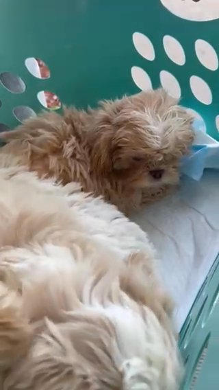 Shihtzu Puppies in Tamarac, Florida