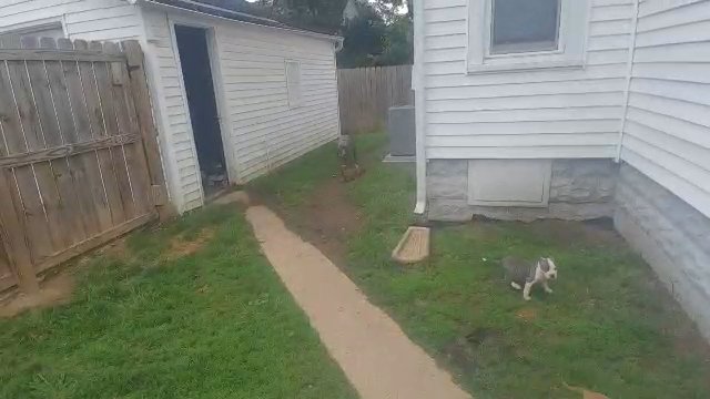 XL American Bully stud in Fort Wayne, Indiana