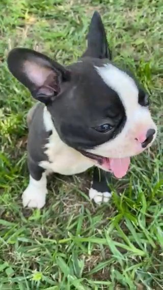 Boston Terrier Puppy AKC Registered in Anderson, South Carolina