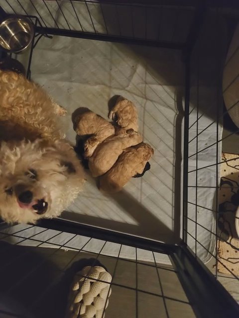 Toy Poodles in Laurinburg, North Carolina