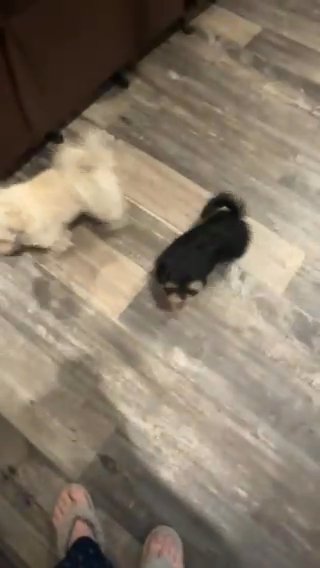 Akc Black And Tan Dobie Female in Belton, Texas