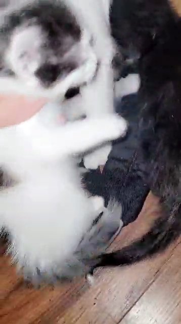 kittens in Hammond, Indiana