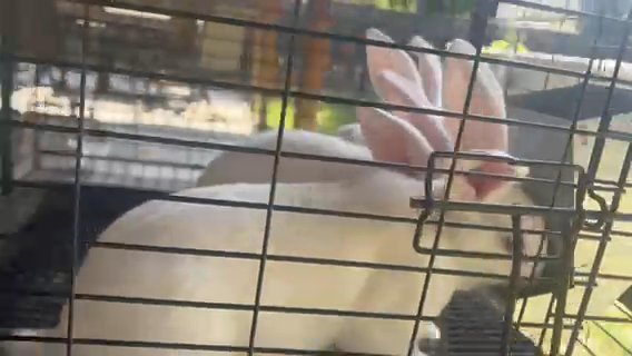 White rabbits (plus cage) in Porterville, California