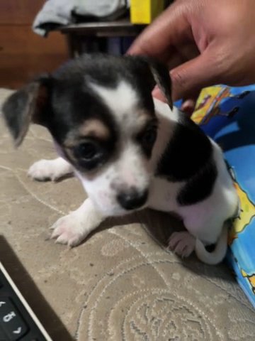 Chorkie Puppy in Detroit, Michigan