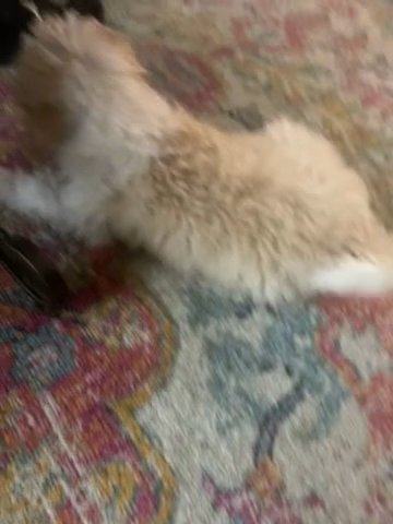 Noodle And Doodle in North Port, Florida