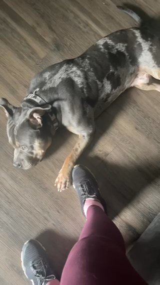 Medium American Bully in Jacksonville, Florida
