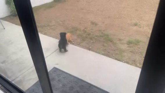 Precious Apricot boy in Houston, Texas