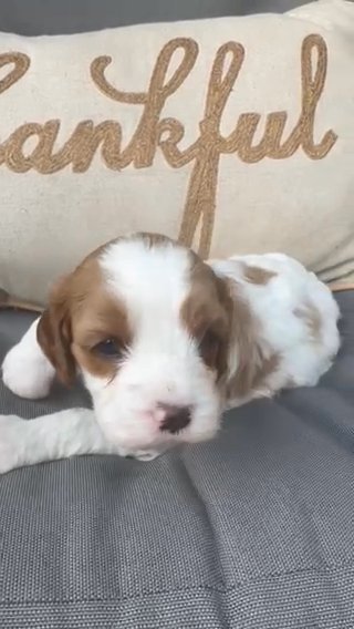 Cavapoo in Ephrata (Township), Pennsylvania