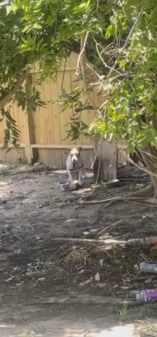 A Pit Bull Dog in Houston, Texas