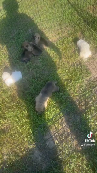 German Shepherds Puppies in Canton, Mississippi