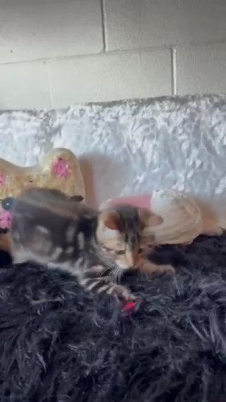Scottish Fold Bengal Female Kitten in Los Angeles, California