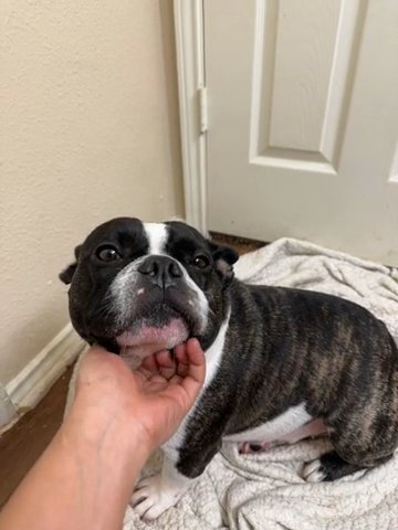 Frenchie in Irving, Texas