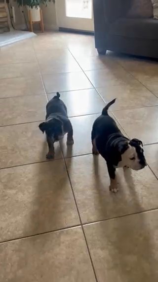 Micro Bulldog in Eastvale, California
