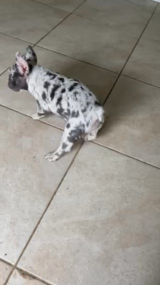 French Bulldog Puppy -Merle Female Fluffy Carrier in Port St. Lucie, Florida