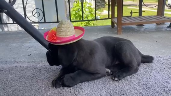 Cane Corso in Dayton, Ohio
