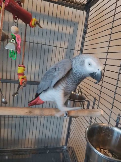 African Grey Parrot male 4 years old in Auburn, Washington