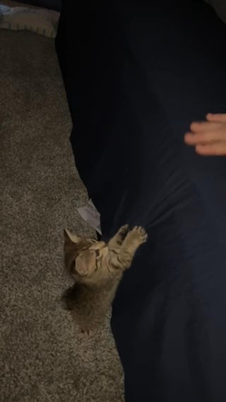 American Bobtail in Augusta, Georgia