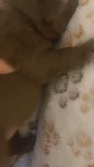Fluffy French Bulldog in Dallas, Texas