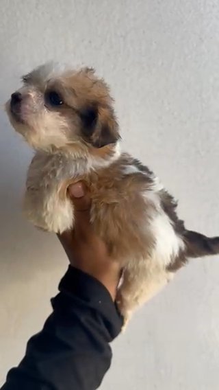 Maltese Shih Tzu in Los Angeles, California