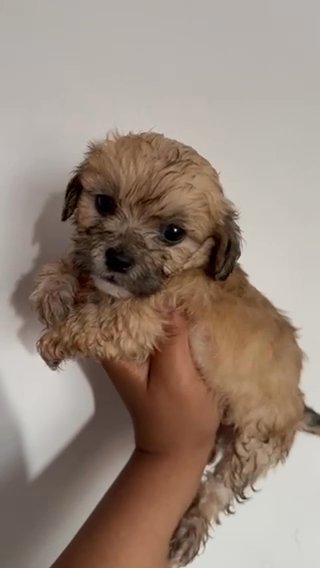 Maltese Shih Tzu in Los Angeles, California