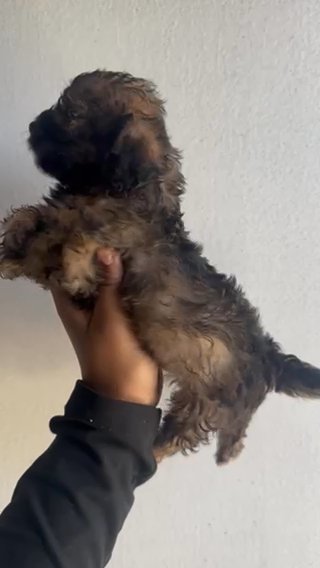Maltese Shih Tzu in Los Angeles, California