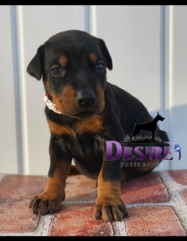AKC Doberman puppies in Portsmouth, Ohio