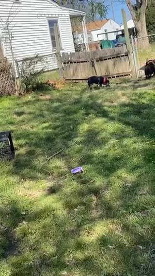 Bullies For Rehoming in Tulsa, Oklahoma