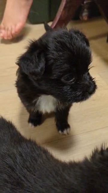 Adorable Black/White Corgi Chihuahua Terriers 6 in total all need a home! in Federal Way, Washington