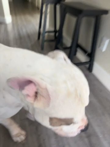 Rocko in Las Vegas, Nevada