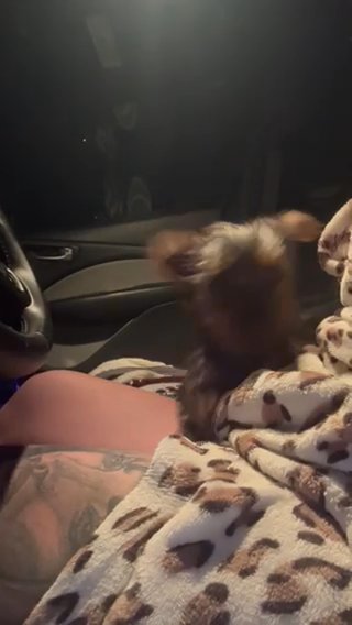 Silky Yorkie in Cambridge, Maryland