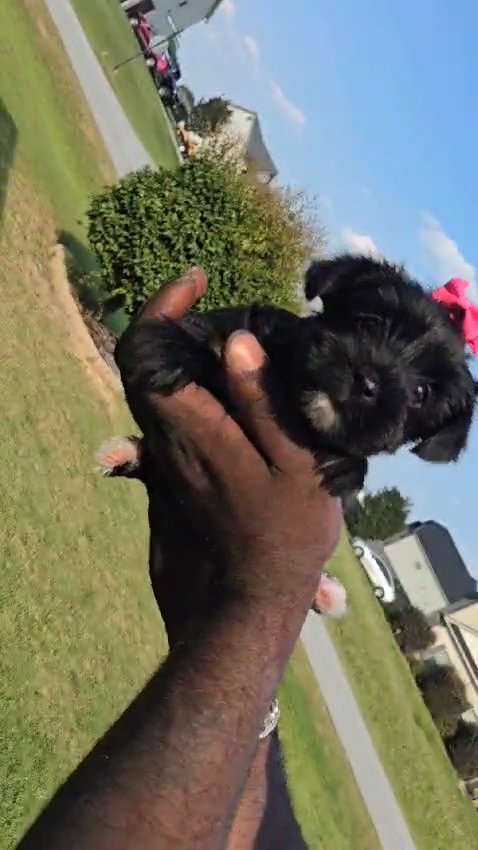 Kb Black Female Yorkie in Columbus, Georgia
