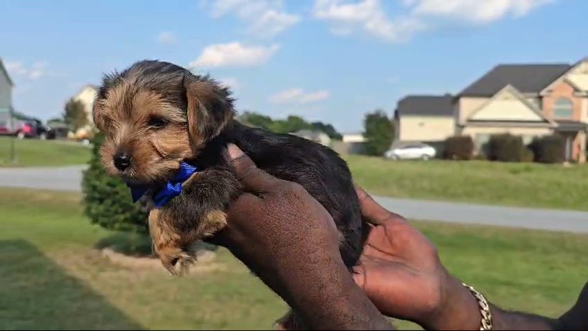 Traditional Male Yorkie in Columbus, Georgia