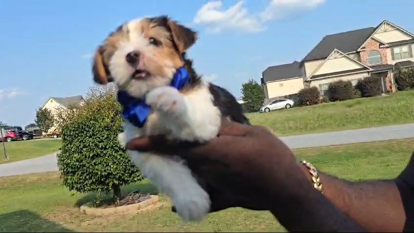 Parti Male Yorkie in Columbus, Georgia