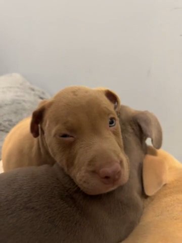 Cutest Pit For Sale! in New York City, New York