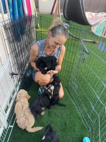 BorderDoodle/YorkiPoo Mixed Puppy in Buckeye, Arizona